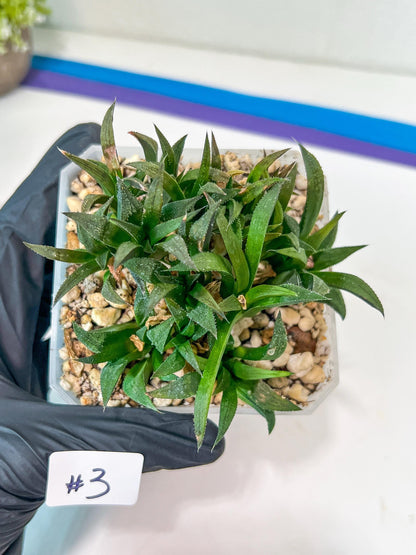 Haworthia Emelyae var. Major (Y8) | Imported Plants