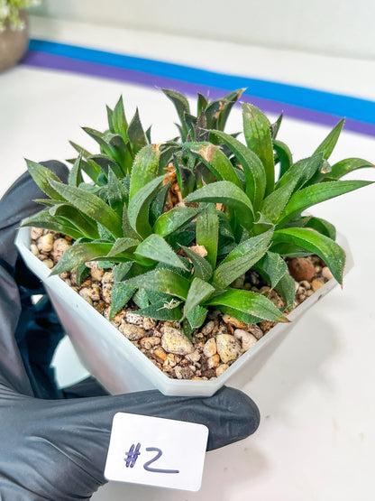 Haworthia Emelyae var. Major (Y8) | Imported Plants