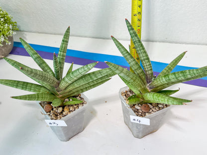 Sansevieria Red Cheek (#A5) | New type of Imported Hybrids