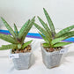Sansevieria Red Cheek (#A5) | New type of Imported Hybrids