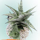 Sansevieria Frozen Rose (#PH1) | Imported Indoor Snake Plant | 2" Planter