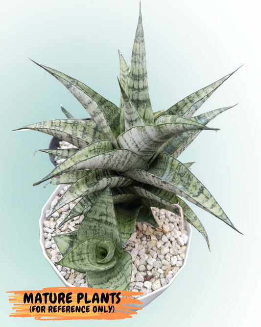 Sansevieria Frozen Rose (#PH1) | Imported Indoor Snake Plant | 2" Planter