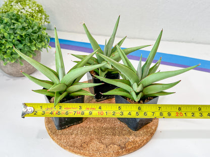 Sansevieria Chanin (PH2) | Rare Imported House Plants