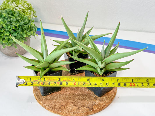 Sansevieria Chanin (PH2) | Rare Imported House Plants