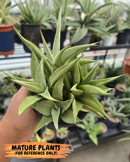 Sansevieria Manee Thewee (ca2) (4) | Rare Snake Plant