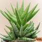 Sansevieria Yaya (PH5) | Rare Imported House Plants