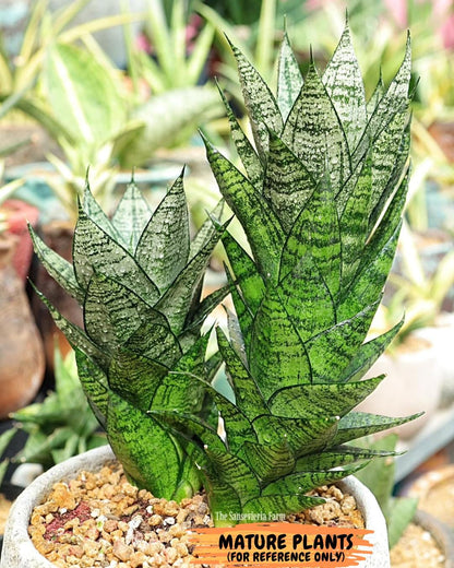 Sansevieria Ehrendel (#PH12) | Rare Imported House Plants