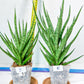 Sansevieria Blue Torch | Imported Plants | Rare Hybrid Species