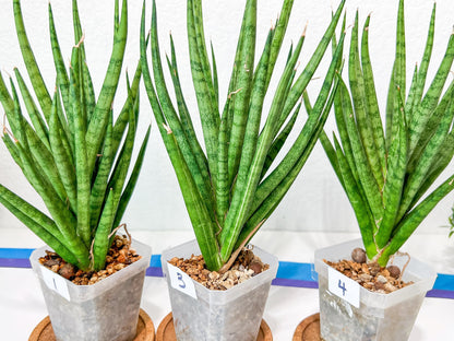 Sansevieria Blue Torch | Imported Plants | Rare Hybrid Species