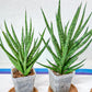 Sansevieria Blue Torch | Imported Plants | Rare Hybrid Species