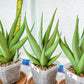 Sansevieria Chanin Small (#A5) | Select Your Unique Green Rarity
