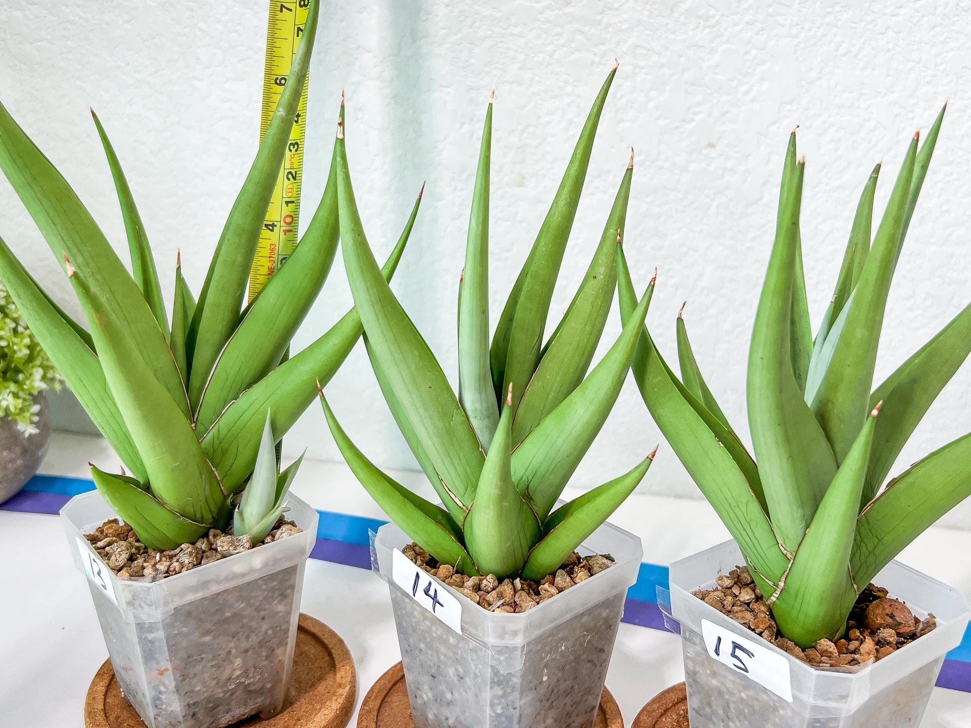 Sansevieria Chanin Small (#A5) | Select Your Unique Green Rarity