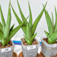 Sansevieria Chanin Small (#A5) | Select Your Unique Green Rarity