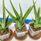 Sansevieria Chanin Small (#A5) | Select Your Unique Green Rarity