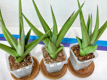 Sansevieria Chanin Small (#A5) | Select Your Unique Green Rarity