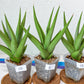Sansevieria Chanin Small (#A5) | Select Your Unique Green Rarity