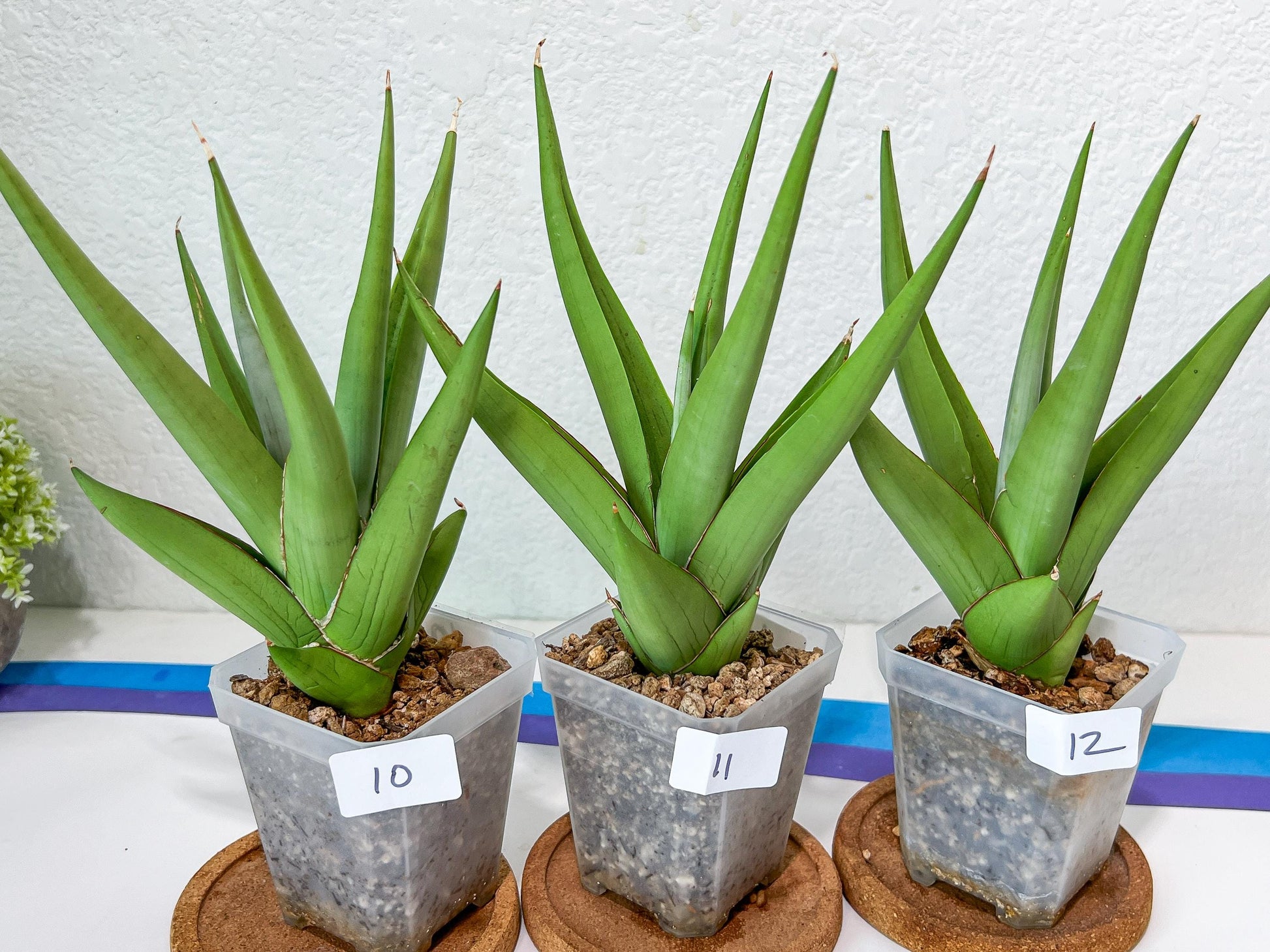 Sansevieria Chanin Small (#A5) | Select Your Unique Green Rarity
