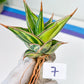 Sansevieria Pinguicula Variegated (C4) (5~6) | Select Your Unique Green Rarity