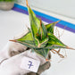 Sansevieria Pinguicula Variegated (C4) (5~6) | Select Your Unique Green Rarity