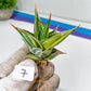 Sansevieria Pinguicula Variegated (C4) (5~6) | Select Your Unique Green Rarity