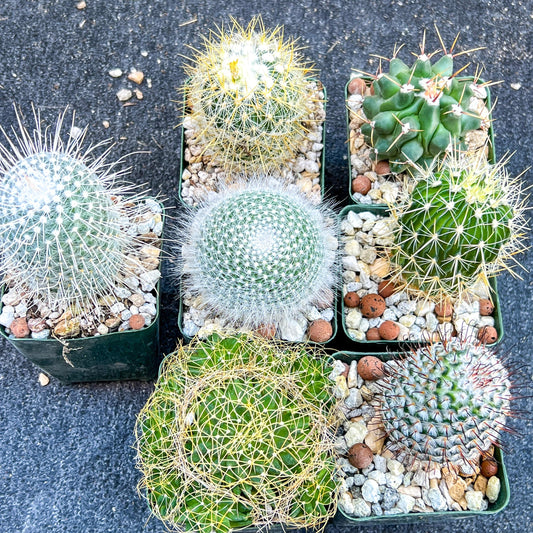 Rare Cactus Collections (C2)(1~8) | Plant names listed in descriptions | 3.5Pot