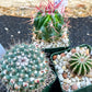 Rare Cactus Collections (C2)(8~15) | Plant names listed in descriptions