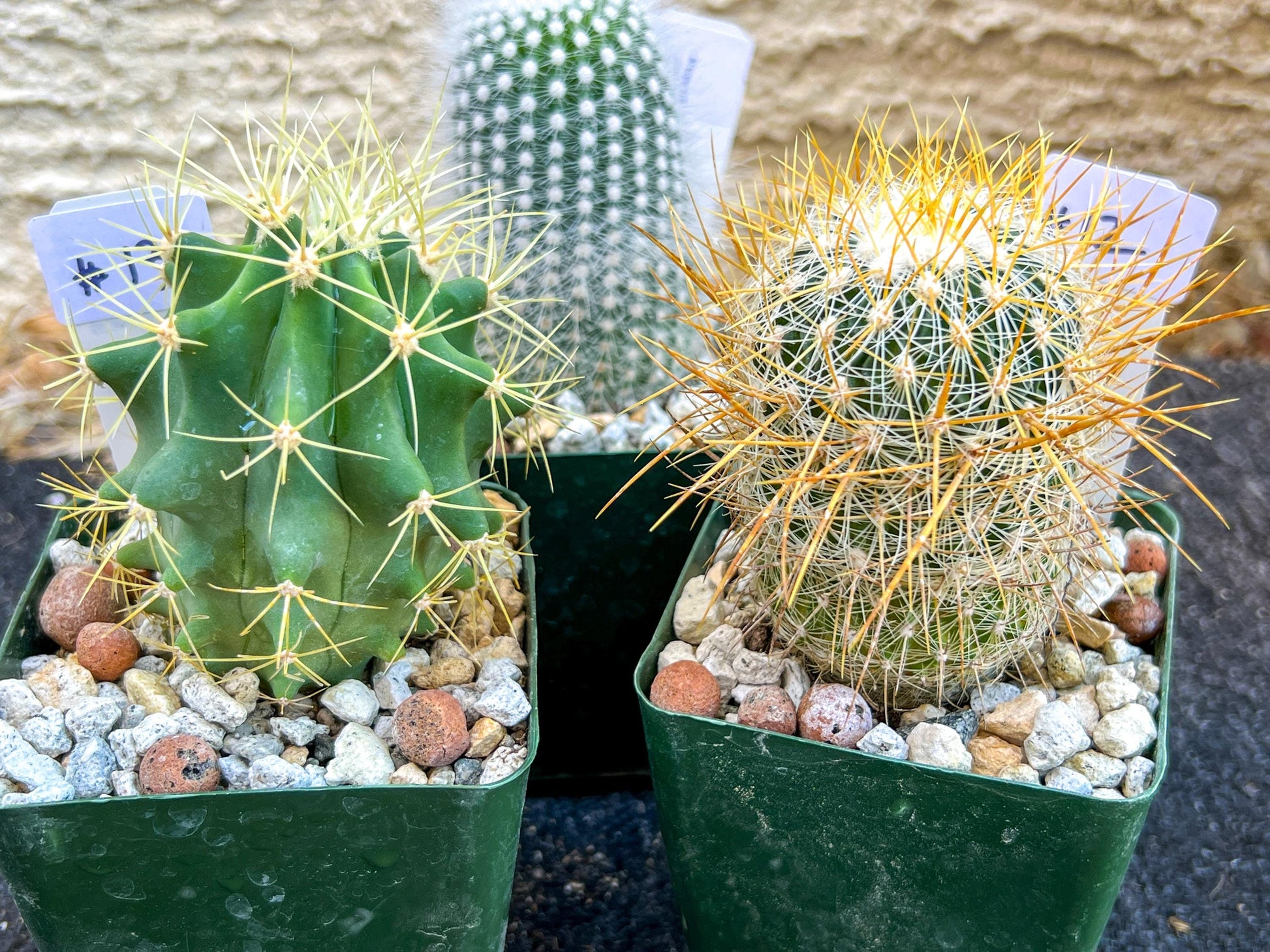 Rare Cactus Collections (C2)(8~15) | Plant names listed in descriptions