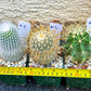 Rare Cactus Collections (C2)(8~15) | Plant names listed in descriptions