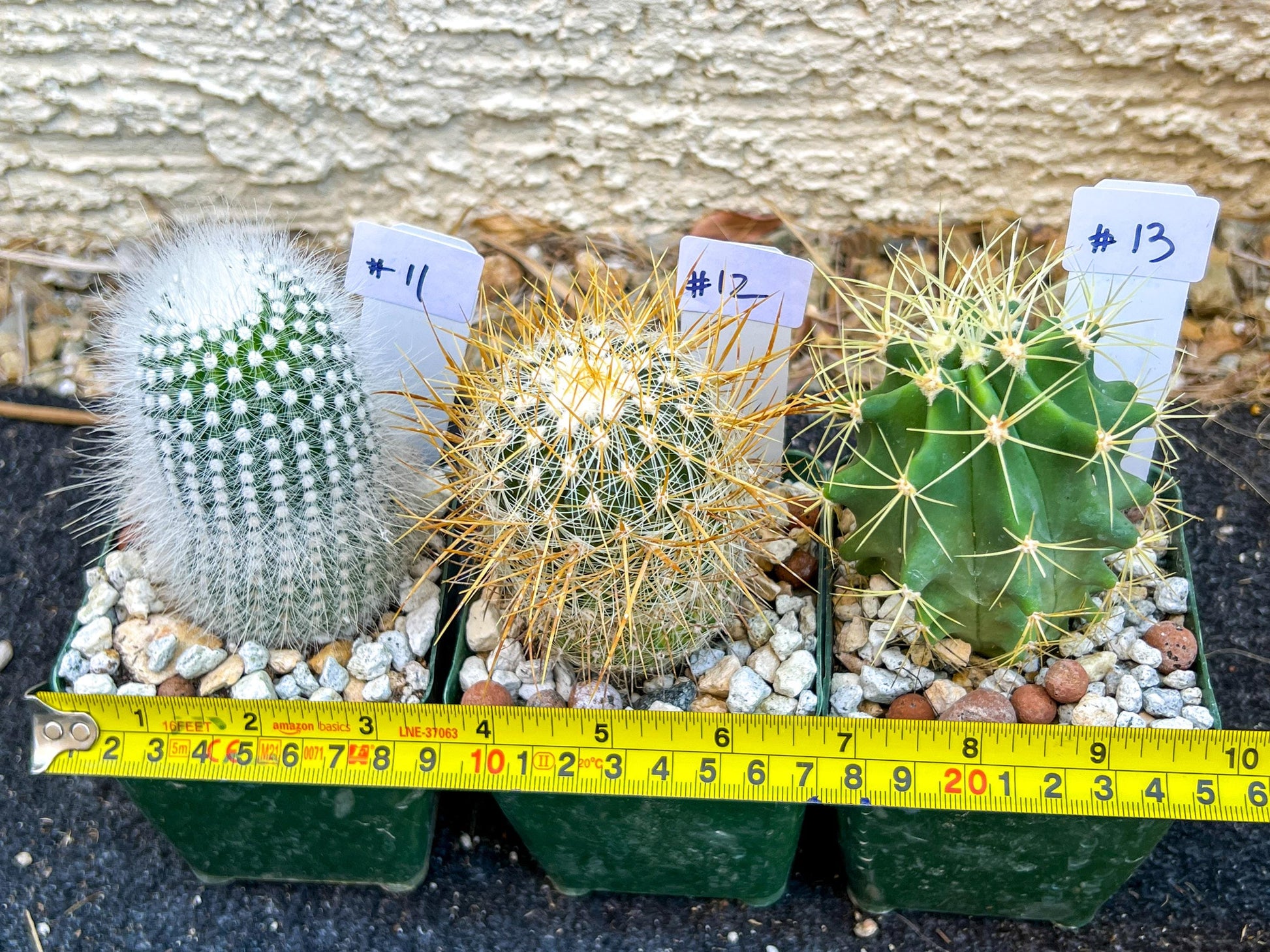 Rare Cactus Collections (C2)(8~15) | Plant names listed in descriptions