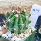 Rare Cactus Collections (C2)(8~15) | Plant names listed in descriptions