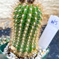Rare Cactus Collections (C2)(8~15) | Plant names listed in descriptions