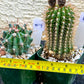 Rare Cactus Collections (C2)(8~15) | Plant names listed in descriptions