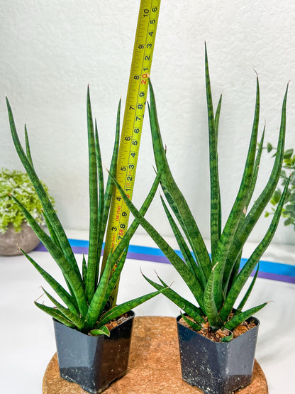 Sansevieria Blue Torch (PH17) | Imported Plants | Rare Hybrid Species