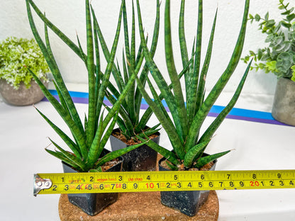 Sansevieria Blue Torch (PH17) | Imported Plants | Rare Hybrid Species