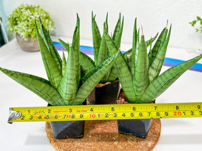 Sansevieria Nakhon luang (#PH21) | Imported Plants | Rare Hybrid Species