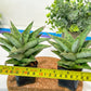 Sansevieria Snow Flake (#RA2) | Imported Plants | Rare Hybrid Species