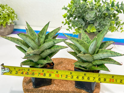 Sansevieria Snow Flake (#RA2) | Imported Plants | Rare Hybrid Species