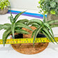 Sansevieria Dancing Lady (#RA4) | Imported Indoor Snake Plant