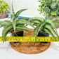Sansevieria Dancing Lady (#RA4) | Imported Indoor Snake Plant