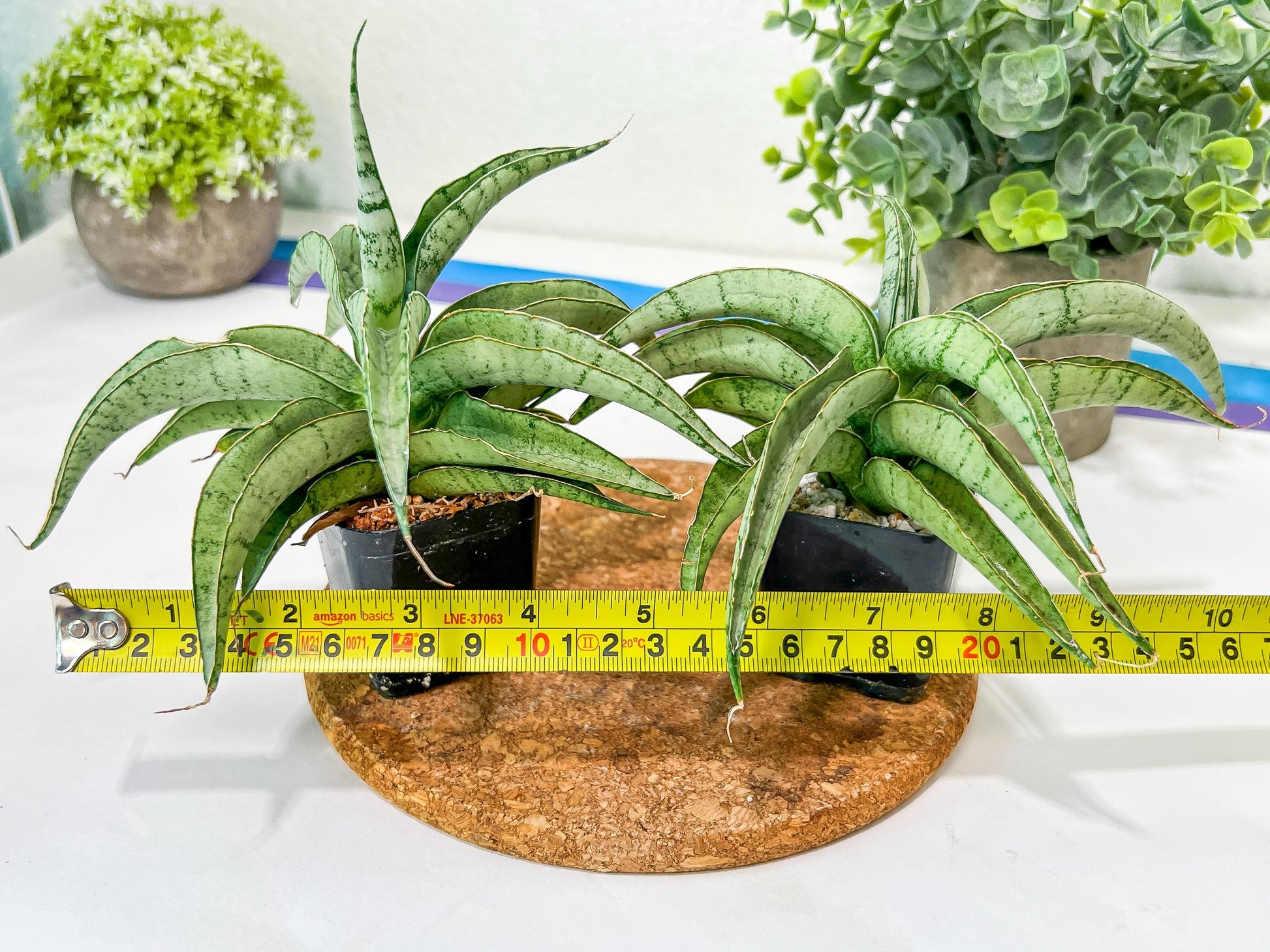 Sansevieria Dancing Lady (#RA4) | Imported Indoor Snake Plant