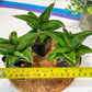 Sansevieria Rock Sand (#RA7) | Find an Extraordinary and Rare Plant