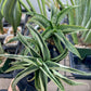 Sansevieria Dancing Lady (#RA4) | Imported Indoor Snake Plant