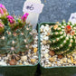 Rare Cactus Collections (C1)(1~9) | Plant names listed in descriptions | 3.5Pot