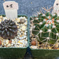 Rare Cactus Collections (C1)(1~9) | Plant names listed in descriptions | 3.5Pot