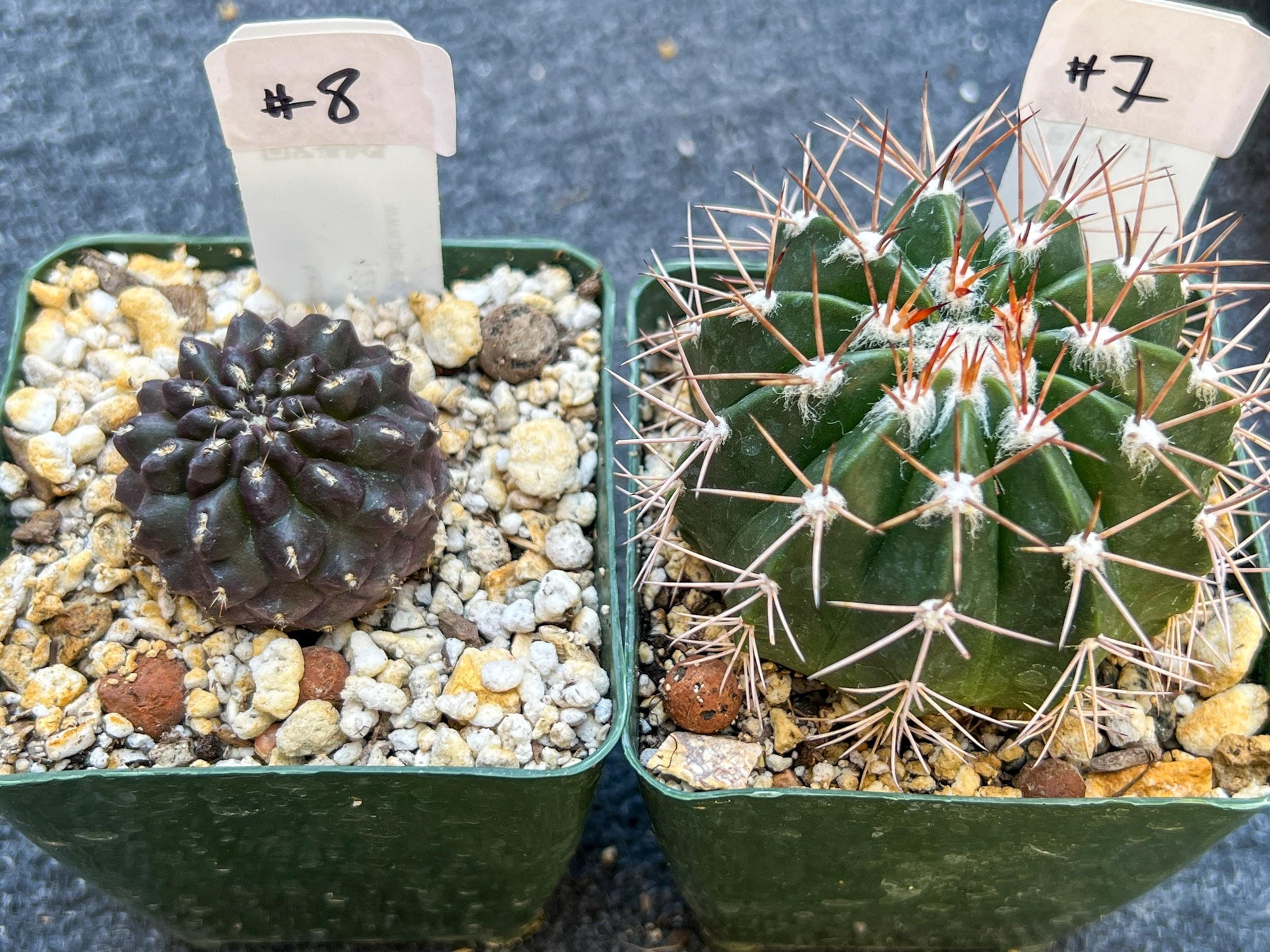 Rare Cactus Collections (C1)(1~9) | Plant names listed in descriptions | 3.5Pot