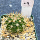 Rare Cactus Collections (C1)(1~9) | Plant names listed in descriptions | 3.5Pot