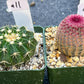 Rare Cactus Collections (C1)(10~16) | Plant names listed in descriptions | 3.5Pot