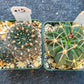 Rare Cactus Collections (C1)(10~16) | Plant names listed in descriptions | 3.5Pot