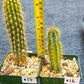 Rare Cactus Collections (C1)(10~16) | Plant names listed in descriptions | 3.5Pot