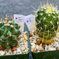 Rare Cactus Collections (C2)(1~8) | Plant names listed in descriptions | 3.5Pot